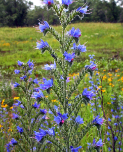 Echium