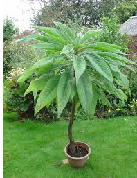 Echium plant