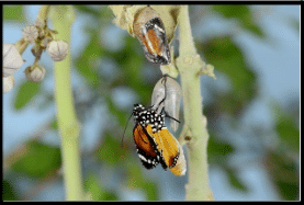 Caterpillar