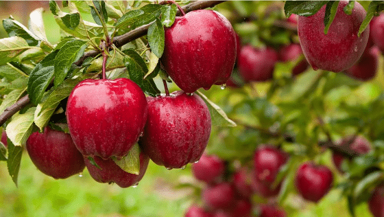  Red delicious apples