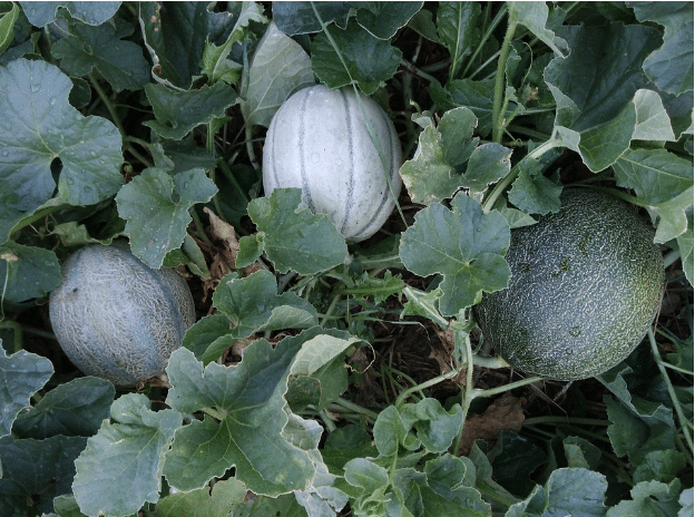 Cantalouepes on trees