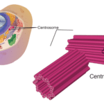 cut oval-shaped object and two cylindrical shaped tubes