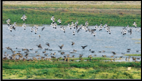 Najafgarh Bird Sanctuary