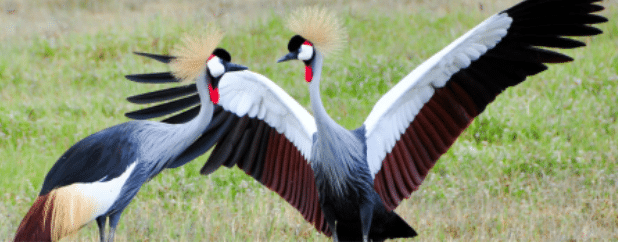 Gray crowned Crane