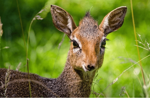 Madoqua antelopes