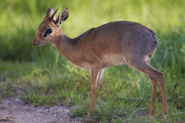 Dik Dik antilope