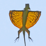 Tan-coloured flying lizard or Draco Volan