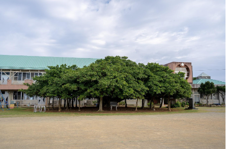 Banyan's Tree
