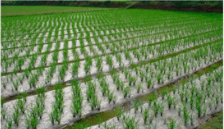 Rice field 