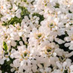 Blooming Candytuft Flowers