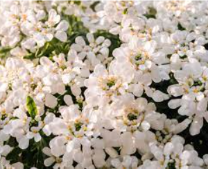 Blooming Candytuft Flowers