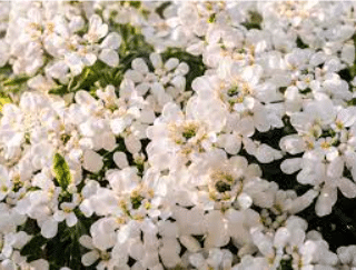 Blooming Candytuft Flowers