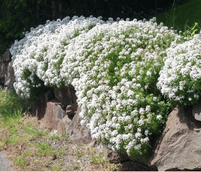 Candytuft flower