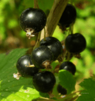 Blackcurrant