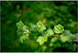 blackcurrant leaves