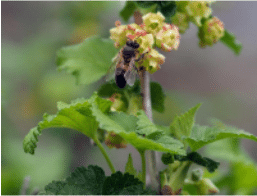 blackcurrant flowers