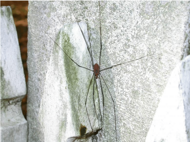 Thunberga Greta spider named after Greta Thunberg