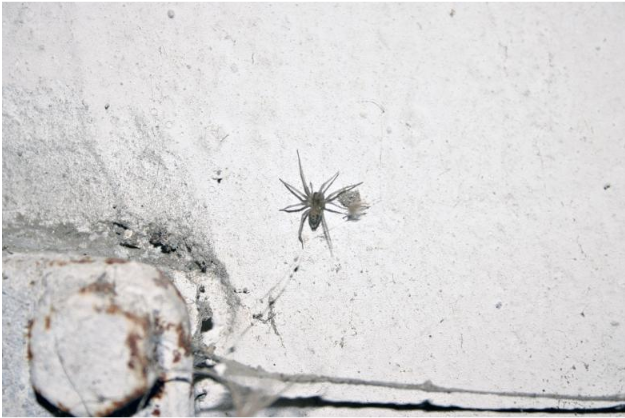 Thunberga Greta spider