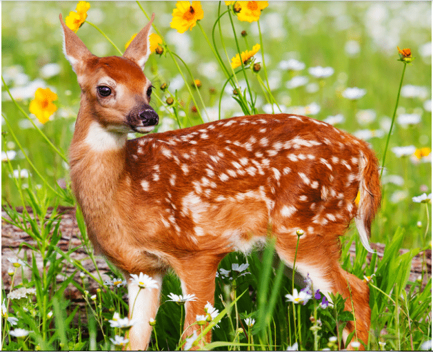 White-tailed deer