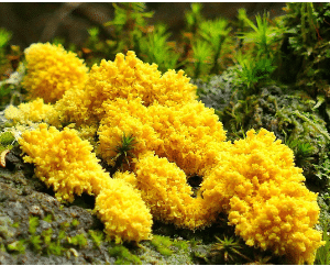 Yellow Fungus