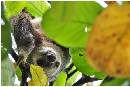 hanging sloths
