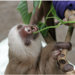 sloth eating leaves