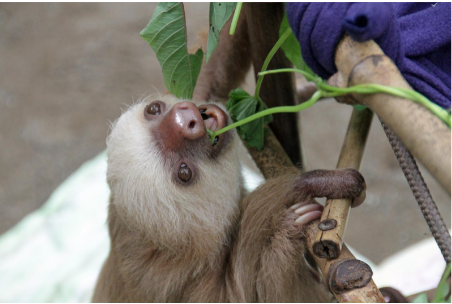 sloths eating leave