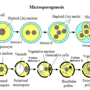 Flowchart of development of pollen