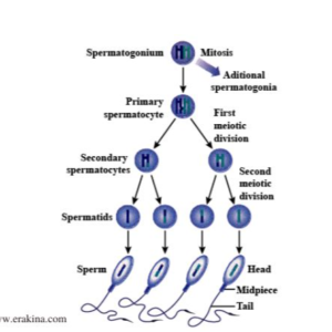 Flowchart of formation of sperm