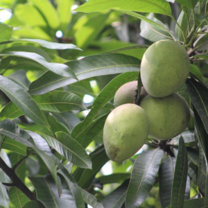 Saroli mangoes are oblong in shape