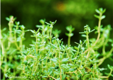 Small green plants with stem and leaves