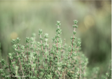  Green stem and leaves of a plant