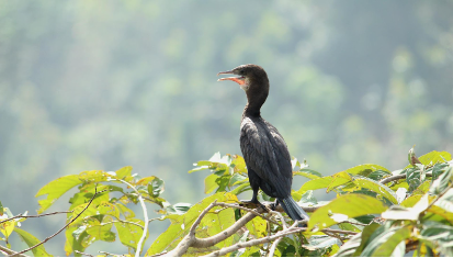  Little Cormorant Nelapattu bird Sanctuary