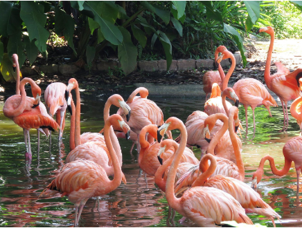 Flamingos Nelapattu Sanctuary