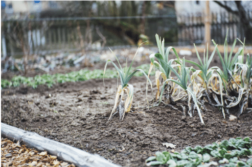 Grass growing on the ground