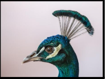 Crests on peacock's head