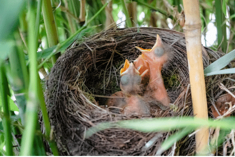 Two small baby birds inside a circular brown space