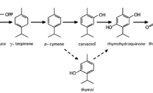 A Proposed biosynthetic pathway to Thymoquinone is Nigella sativa seed