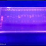 A transparent gel containing coloured lines on a blue surface