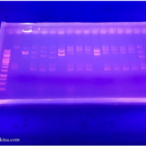 A transparent gel containing coloured lines on a blue surface