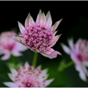 Blooming Astrantia flower