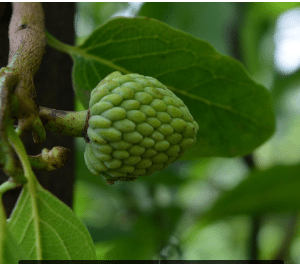 Cherimoya