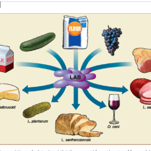 Fermented foods, Lactobacillus, and Health