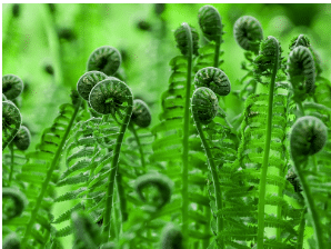 Growth and care of Fiddlehead ferns