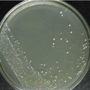Isolation, Identification of Lactic Acid Bacteria from cow’s milk and milk products