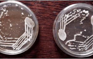 Lactobacillus spp on MRS agar plate