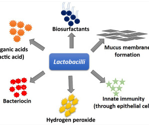 Lactobacillus ultunesis