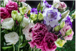 Lisianthus flower