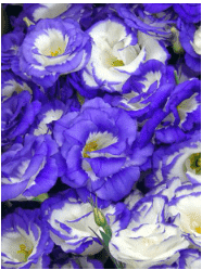 Lisianthus flower