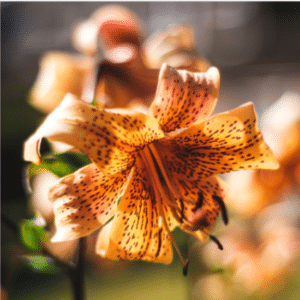 Orange flower with black dots in sunlight